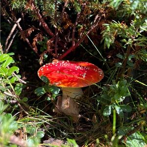 Meet your Posher, Morgan